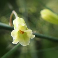 Spárga virága (Asparagus officinalis)