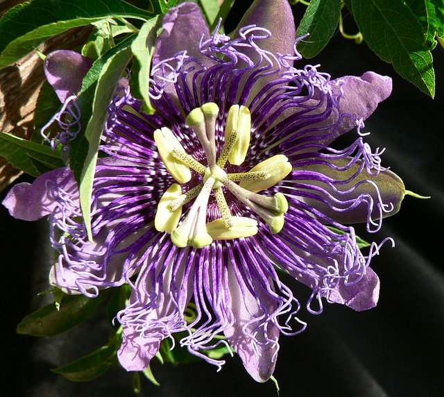 Nagyméretű képek, vegyes - passiflora
