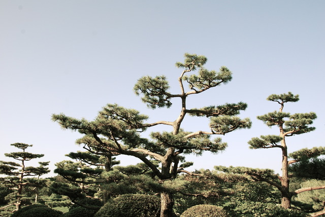 Természet - Juniperus