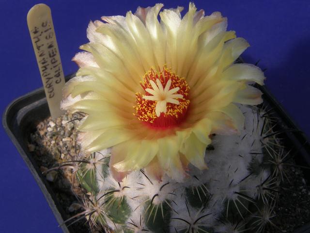 Virágzo kaktuszok