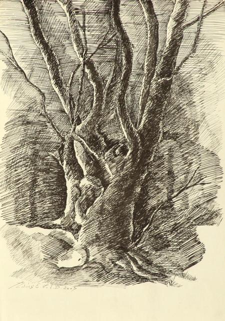 festmények, rajzok - Öreg fa