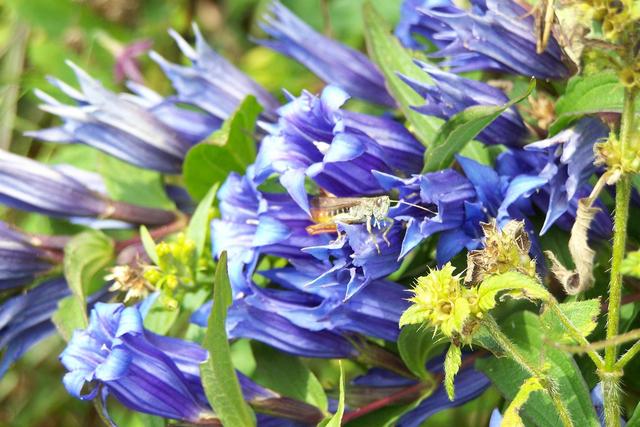 2011.évi túrák - Kék virág rovarral.