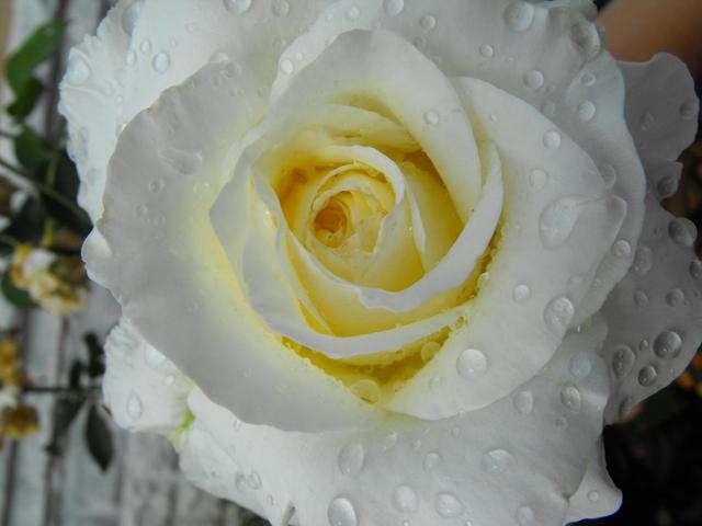 Képeim - Rózsa az esőben