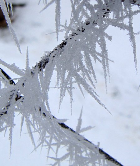 Téli képek - Zúzmara-tűk