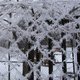 Téli képek - zúzmara kerítésen