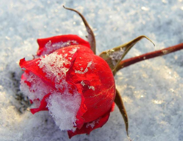 Saját, téli fotóim - Téli rózsa
