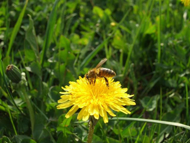 fotóim - egy kis mézznek valojol jön