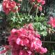 Virágaim. /házam tája tavasztól őszig/ - Muskátli, jó a kertészük!!!