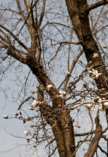 Tavaszi fotózás - Fehér tavaszi virágocskák