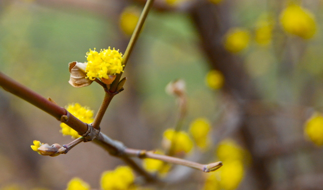 Tavaszi fotózás - Sárga virágocskák 2