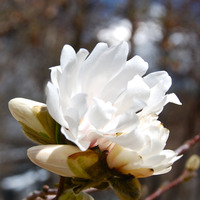 Fehérbe virágzik