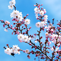 Virágzik a cseresznyefa