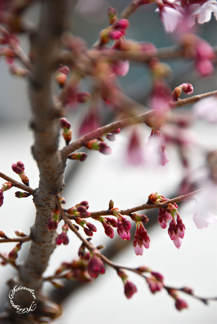 Tavaszi fotózás - Cseresznyefa ágai