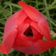 Tavasz - Fázós tulipán