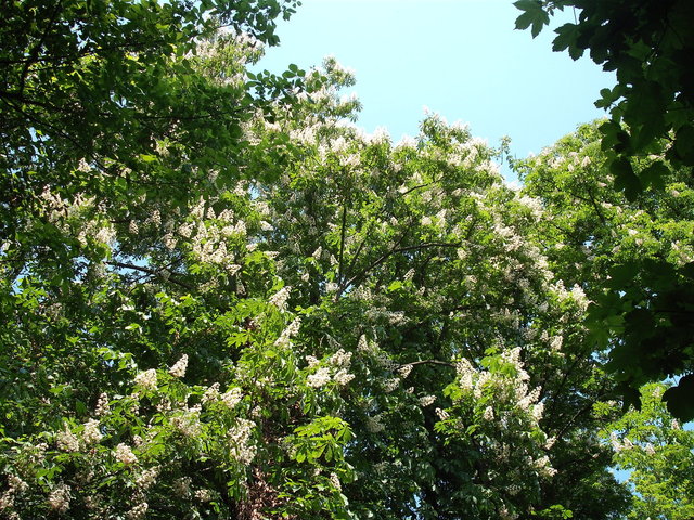 Május - Gesztenyefa középen
