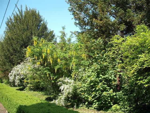 Május - Sárga akác fátyolvirágokkal