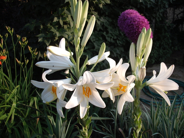 Virágoskert - Fehér liliom