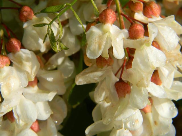 Erdélyi virágok - Fehér akácok