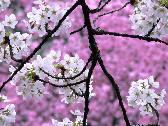 Virágok jelentése - cseresznyevirág