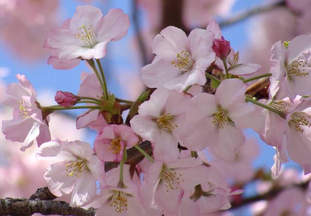Virágok jelentése - cseresznyevirág
