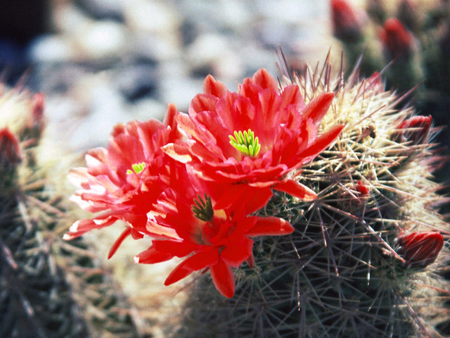 Virágok jelentése - kaktusz