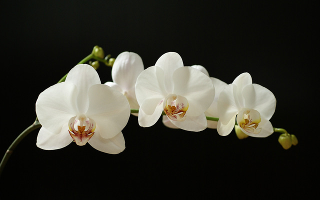 Virágok jelentése - orchidea