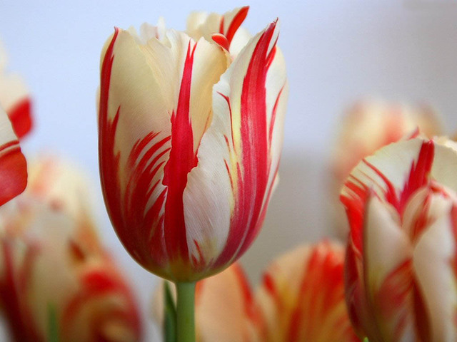 Virágok jelentése - tulipán