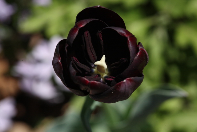 Virágok jelentése - tulipán