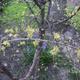Húsos fasom a diófa árnyékában,éppen úgy minnt a természetes élőhelyén az erdőkben