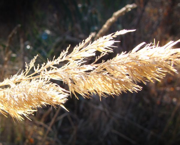 Gödöllő-Boncsok ősszel - száraz fű
