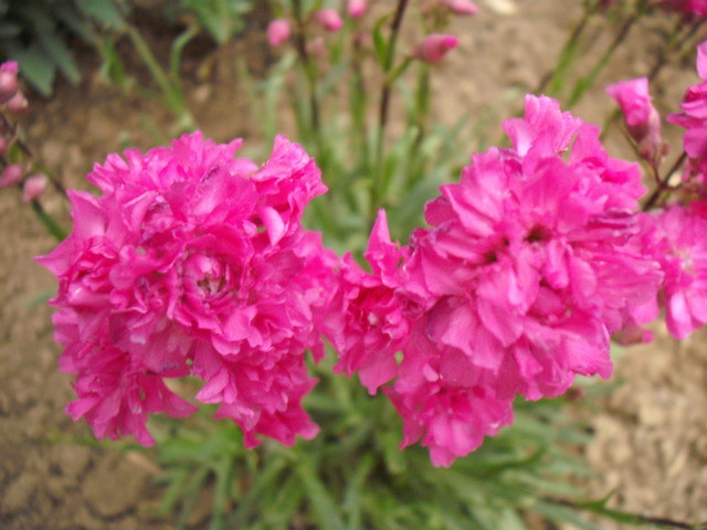Virágaim 2012.