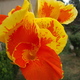Kanna virág narancs színben 