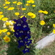 Linzi virágok