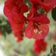 Virágok a kertemből és más növények - piros bogenwill