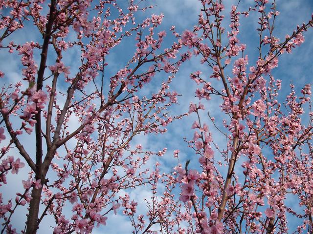 Tavasz - Őszibarackfa teljes díszben