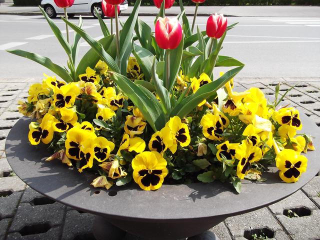 Tavaszi virágok Temesvár központjában