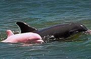 Kormos István - Vonszolnak piros delfinek