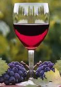 Fűszeres borok - Ökörnyelv vagy Borrágófű bor