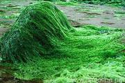 Spirulina BIO – a gyógyító alga por 100g