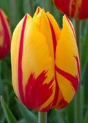 Mosolygó tulipánt