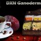DXN ganodermás kávé